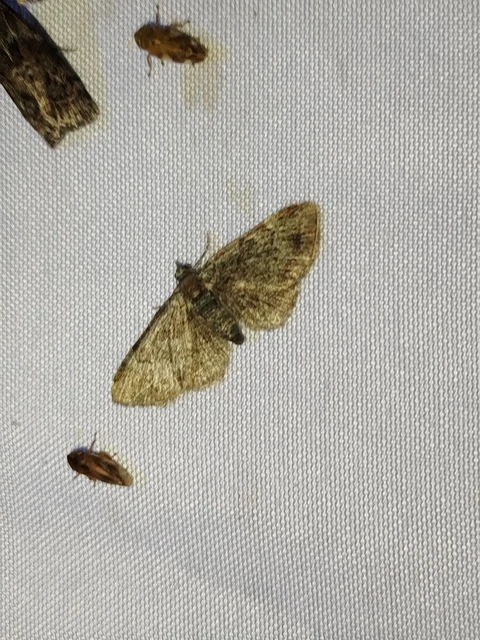 Pasiphila rectangulata - almavirág-araszoló