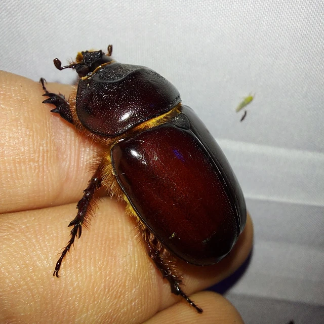 Oryctes nasicornis - orrszarvú bogár
