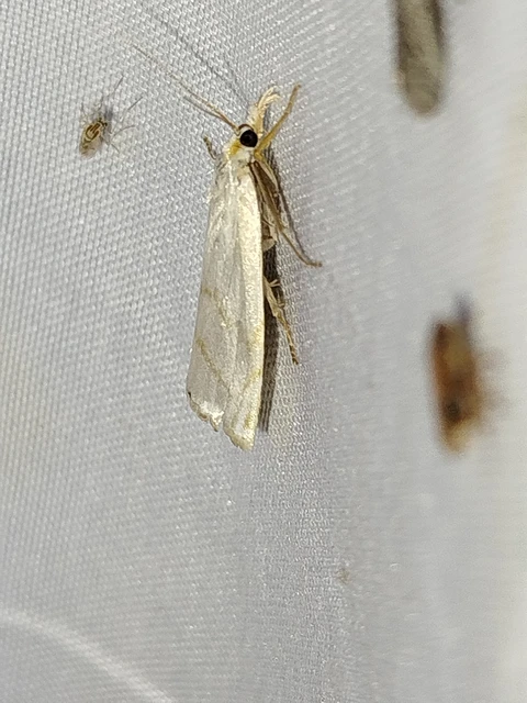 Calamotropha aureliellus - aranyszínű nádlevélmoly