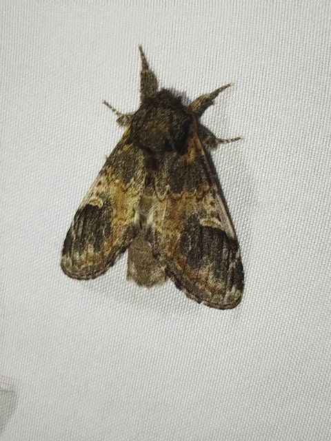 Notodonta tritophus - tarajos púposszövő