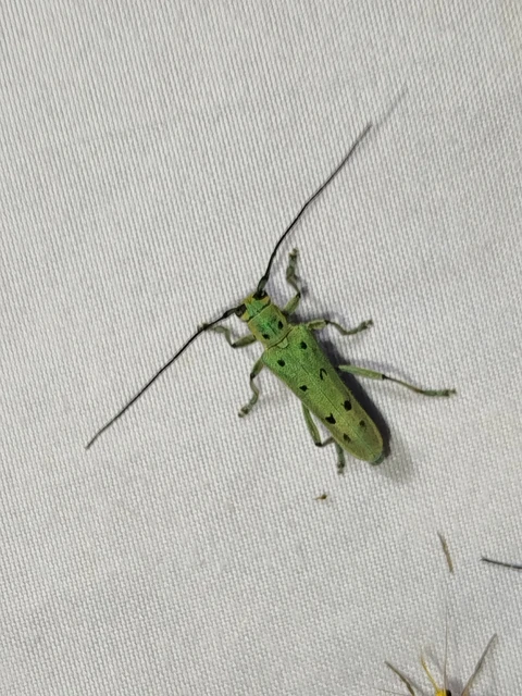 Saperda octopunctata - nyolcpontos cincér