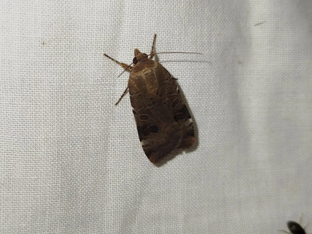 Noctua interposita - köztes sárgafűbagoly