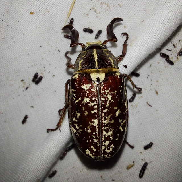 Polyphylla fullo - csapó cserebogár