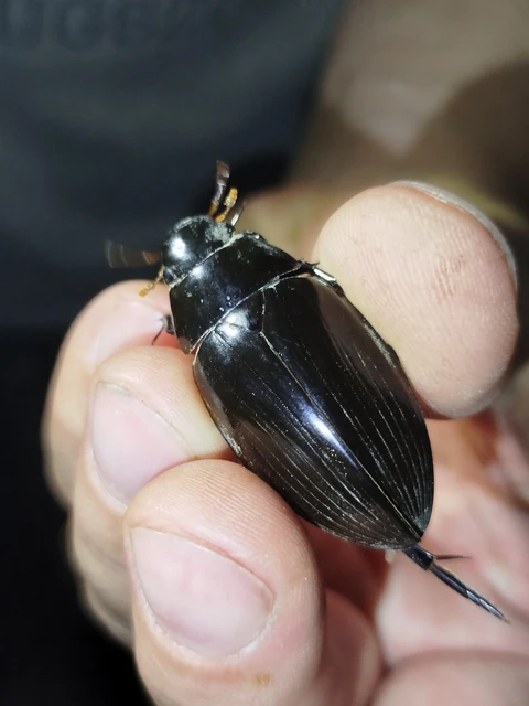 Hydrophilidae - csiborfélék