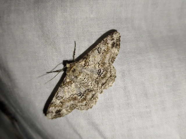 Ascotis selenaria - holdas faaraszoló