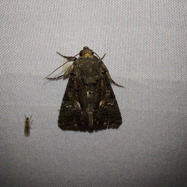 Anophia leucomelas - déli folyófűbagoly