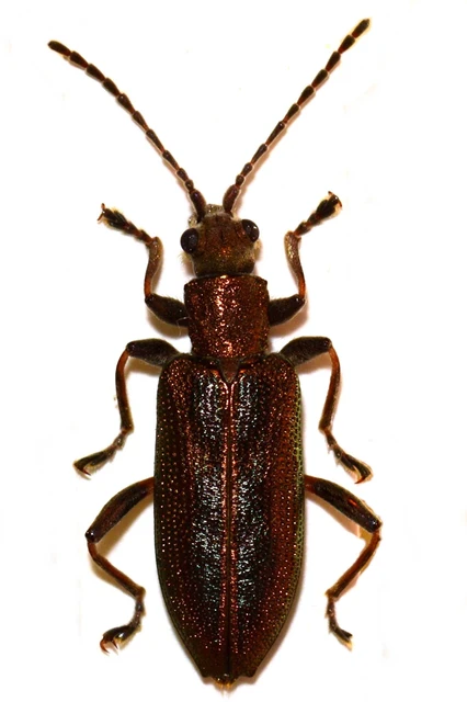 Donacia vulgaris - gyékénybogár