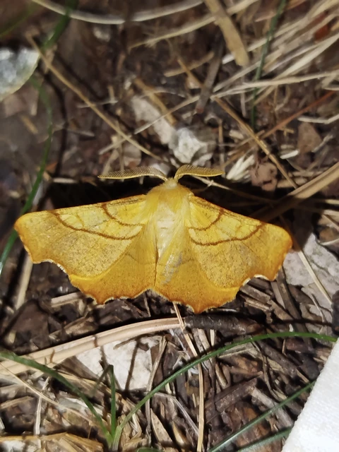 Ennomos fuscantaria - kőris-levélaraszoló