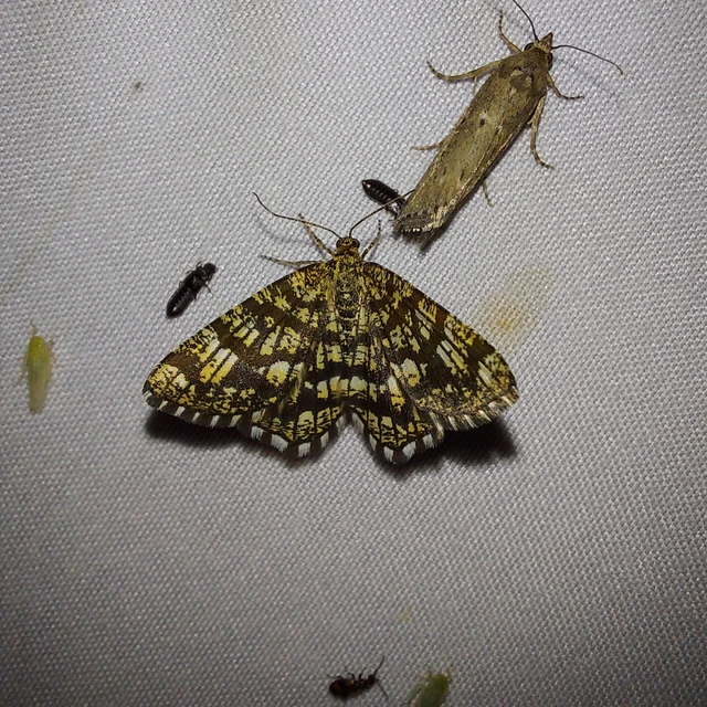 Chiasmia clathrata - rácsos rétiaraszoló