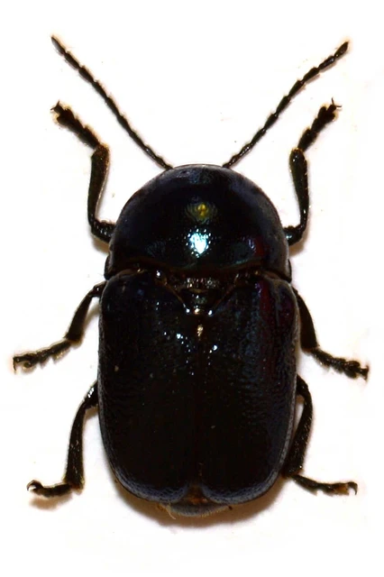 Cryptocephalus violaceus - sötétkék zömökbogár Cryptocephalus violaceus - sötétkék zömökbogár