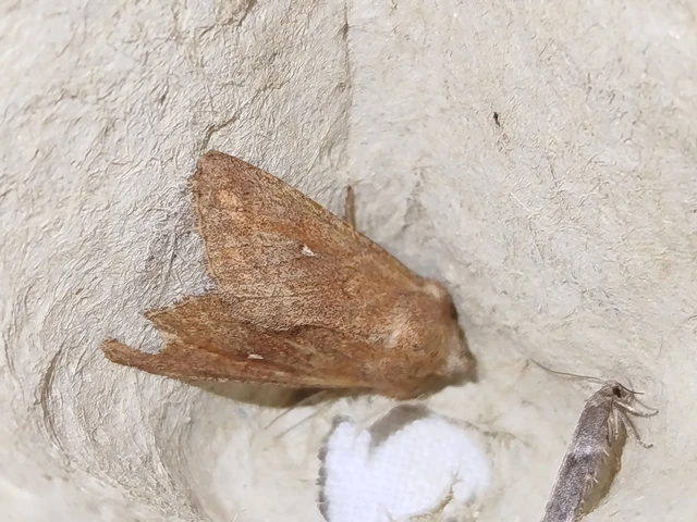 Mythimna albipuncta - fehérpettyes rétibagoly
