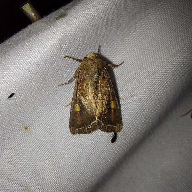 Lacanobia oleracea - saláta-kertibagoly