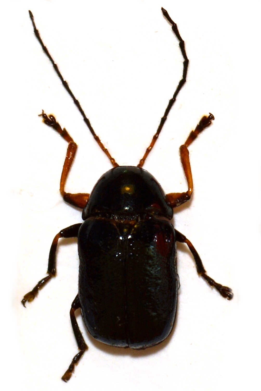 Cryptocephalus nitidus - karcsú zömökbogár
