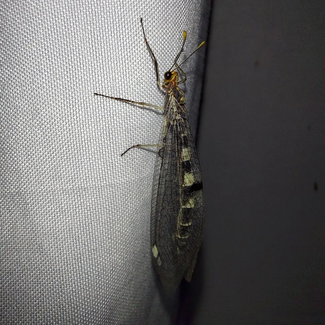 Megistopus flavicornis - kétfoltos hangyaleső