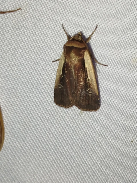 Ochropleura plecta - fehérszegélyű fűbagoly