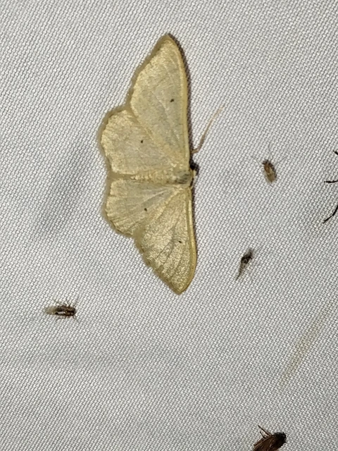 Idaea straminata - szalmasárga sávosaraszoló