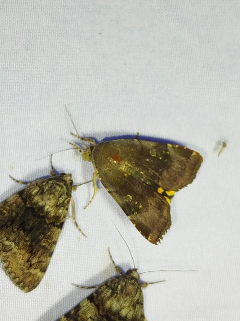 Noctua janthina - tarka sárgafűbagoly