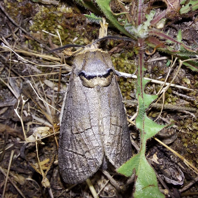 Cossus cossus - fűzfarontólepke