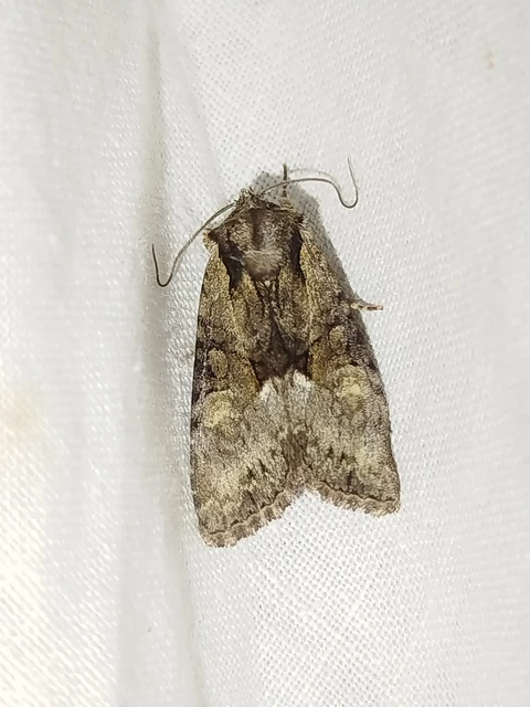 Pabulatrix pabulatricula - tölgyes-dudvabagoly