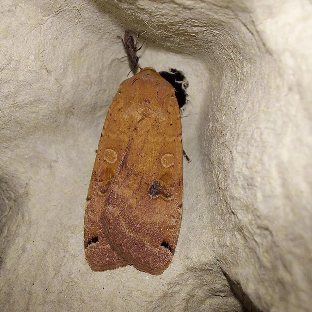 Noctua pronuba - nagy sárgafűbagoly