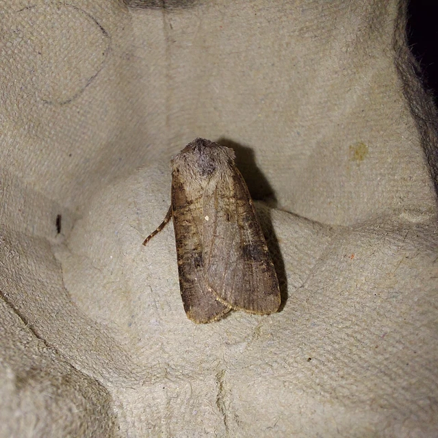 Agrotis clavis - zömök földibagoly