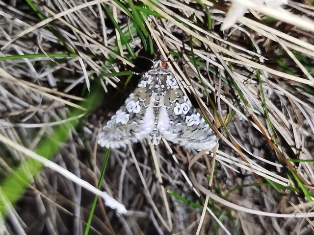 Lamprosticta culta - hármasfoltú bagoly