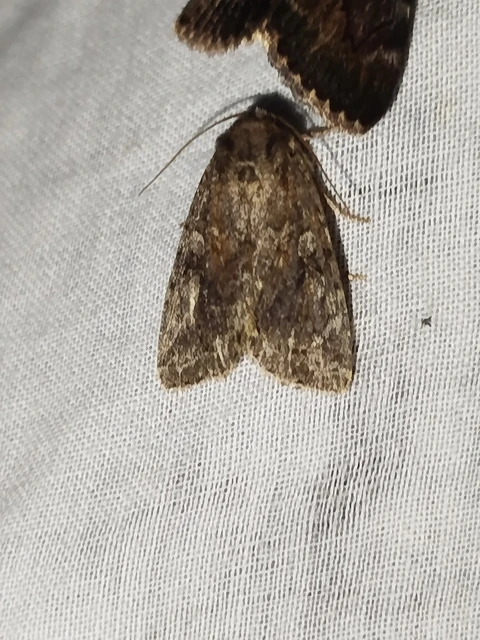 Apterogenum ypsillon - ipszilon-erdeibagoly