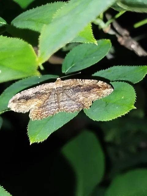 Philereme transversata - varjútövis-araszoló