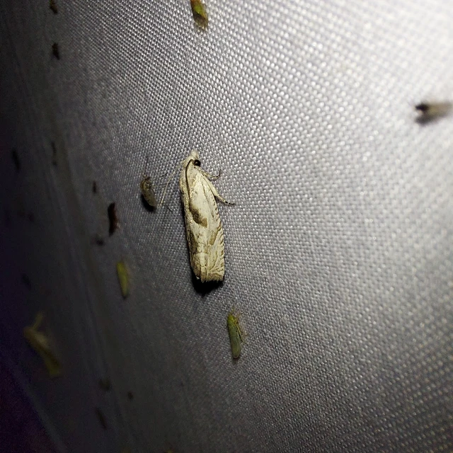Eucosma metzneriana - ürömgyökér-tükrösmoly