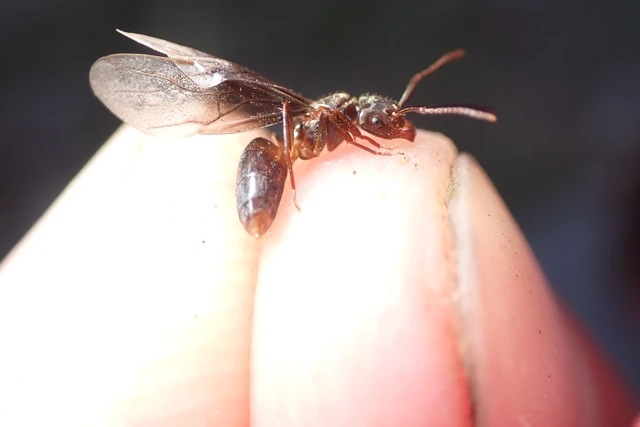 Lasius jensi - sztyeppi borostyánhangya