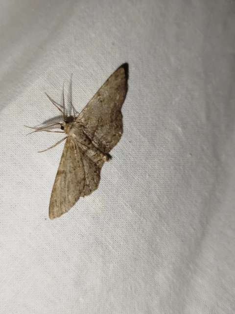 Hypomecis punctinalis - pettyes faaraszoló