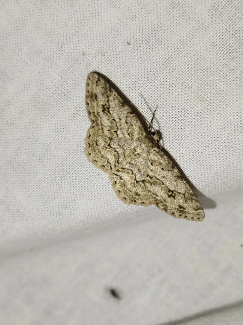 Ectropis crepuscularia - avararaszoló