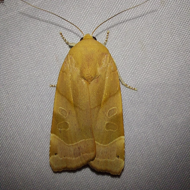 Noctua fimbriata - szélessávú sárgafűbagoly