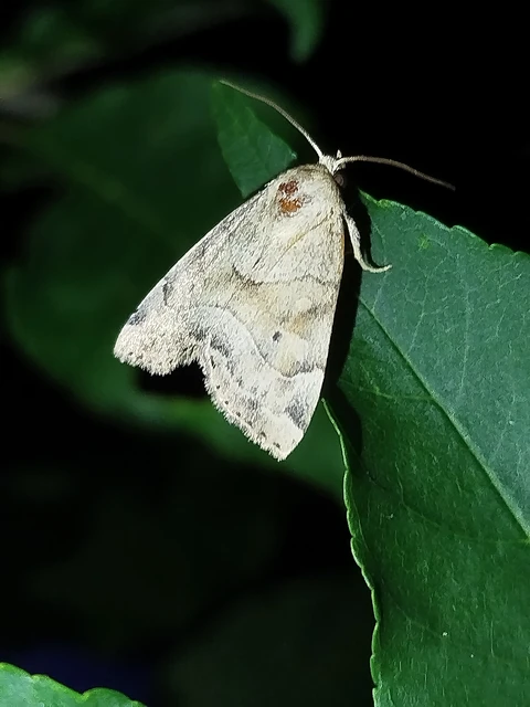 Cosmia trapezina - közönséges lombbagoly