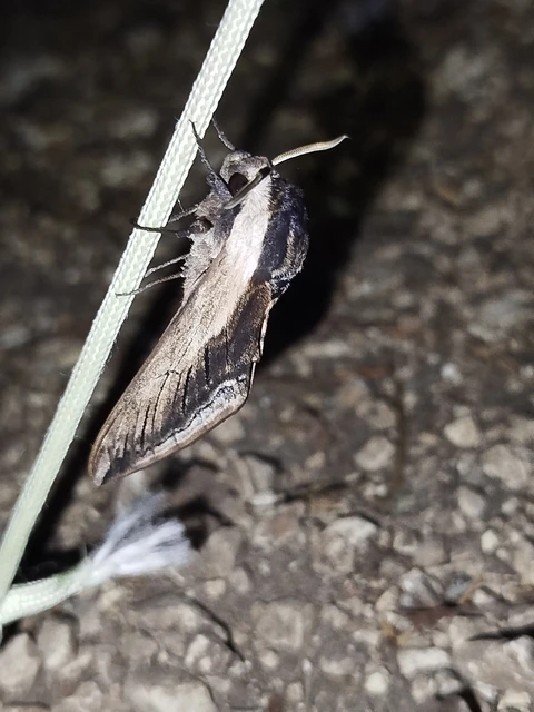 Sphinx ligustri - fagyalszender