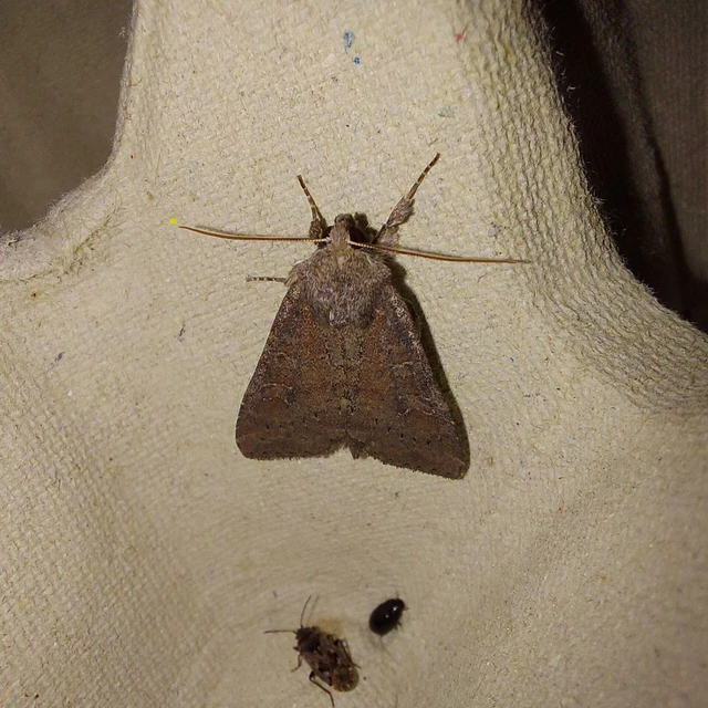 Parastichtis suspecta - sötét erdeibagoly