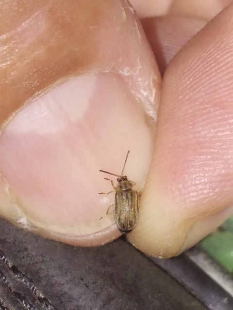 Ophraella communa - parlagfű-olajosbogár