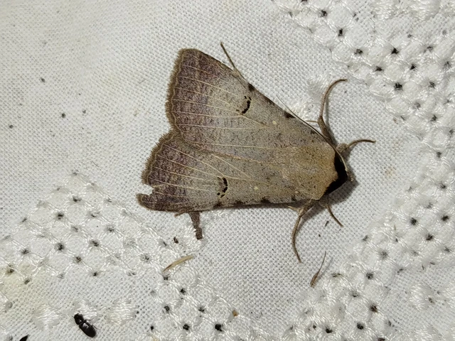 Lygephila craccae - gyakori csüdfűbagoly