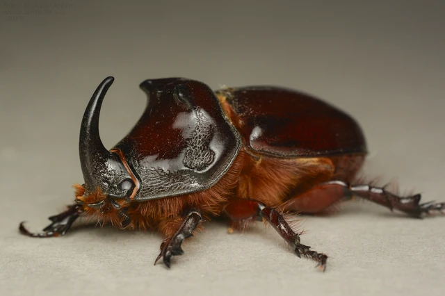 Oryctes nasicornis - orrszarvú bogár