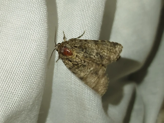 Acronicta rumicis - sóska-szigonyosbagoly Acronicta rumicis - sóska-szigonyosbagoly