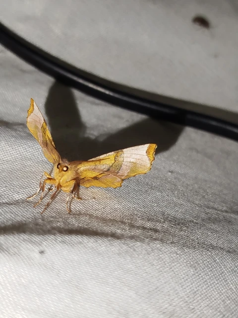 Selenia lunularia - egyfoltos holdasaraszoló