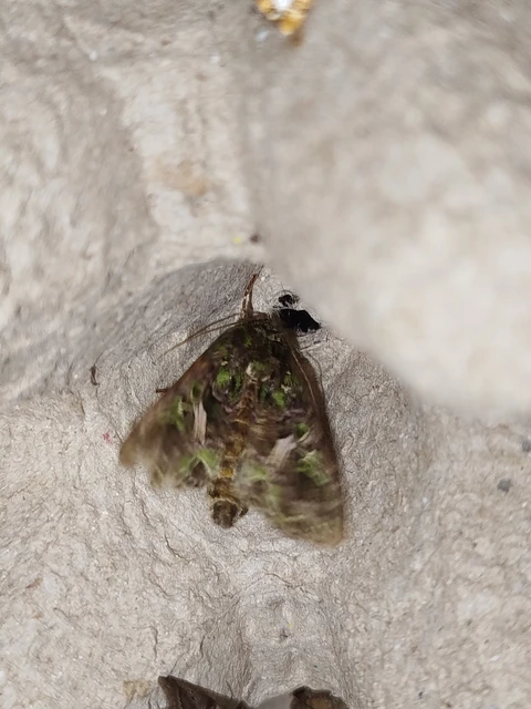 Trachea atriplicis - nyári zöldbagoly