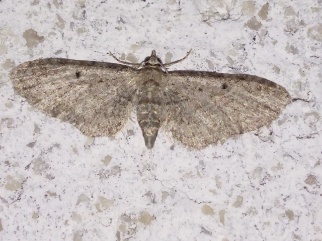 Eupithecia