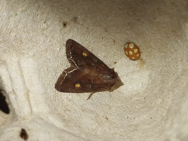 Lacanobia oleracea - saláta-kertibagoly