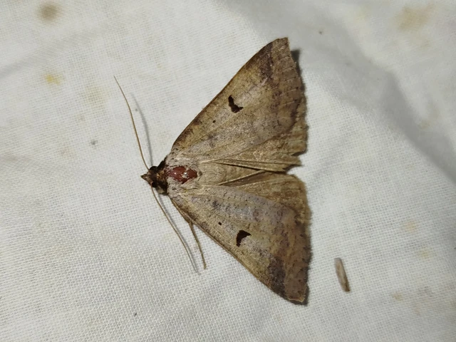 Lygephila lusoria - nagy csüdfűbagoly