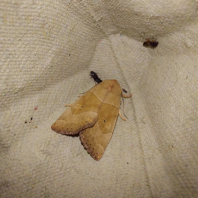 Cosmia trapezina - közönséges lombbagoly