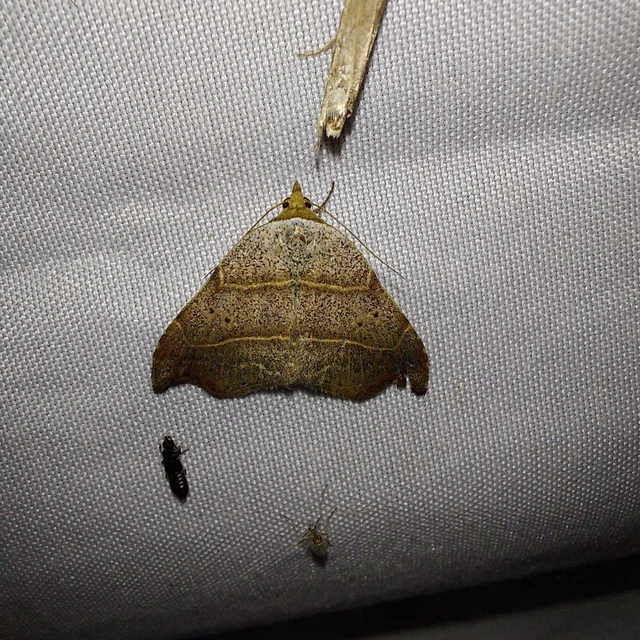Laspeyria flexula - zuzmóbagoly