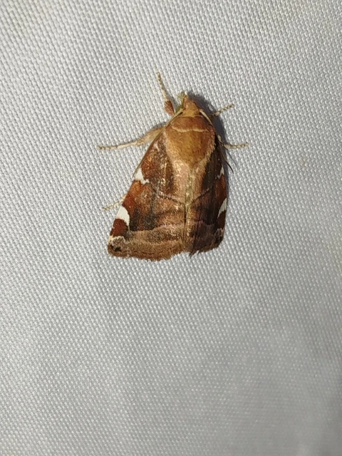 Cosmia diffinis - szilfa-lombbagoly