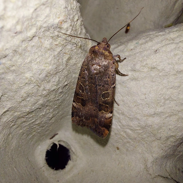 Noctua interposita - köztes sárgafűbagoly