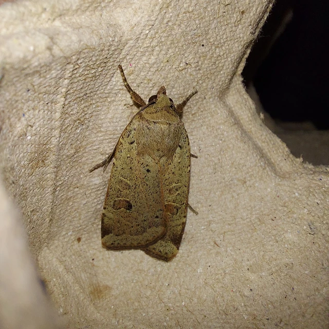 Noctua comes - kis sárgafűbagoly